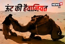 ढाणी में धूम-धड़ामः दो ऊंटों की लड़ाई के बीच आया मालिक, गुस्साए ऊंट ने किसान को उठाकर पटका, मौत
