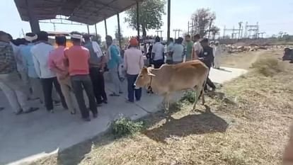 MP News On death of an elderly person in Sagar cow reached Muktidham from home