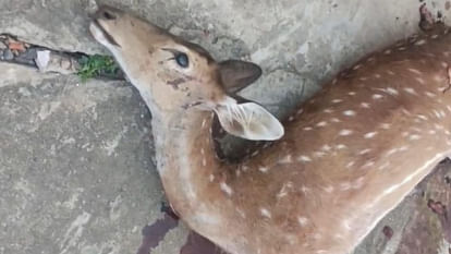 three chitals became the food of dogs, forest department bureaucrats became careless