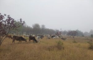 बुंदेलखंड गौशाला में गोवंशों की भूख-ठंड से मौत: प्रशासन सख्त, एसडीएम ने किया निरीक्षण